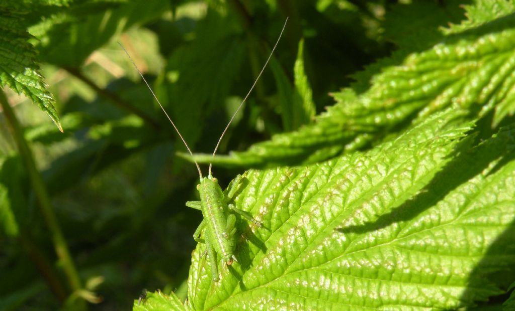 Tettigoniidae:   neanidi di Tettigonia sp.